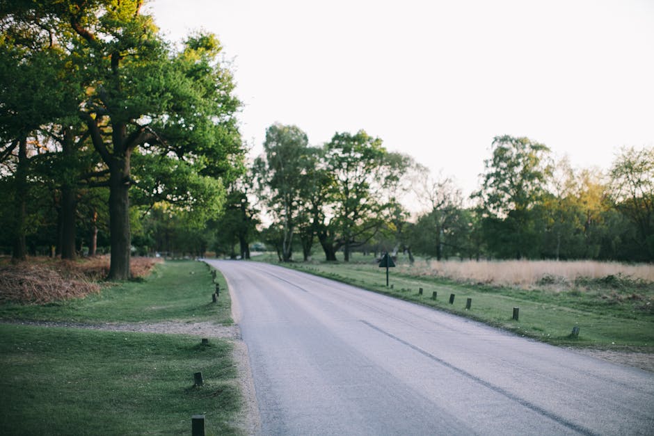 A quiet, paved road surrounded by lush greenery and tall trees on both sides, with some trees showing early signs of autumn foliage. The road curves gently to the left and is bordered by low wooden posts and grassy verges. In the background, more trees extend into the distance under a bright, clear sky. The scene is well-lit with natural daylight, indicating a calm and peaceful environment suitable for home relocation or furniture transport. At the side of the road, there is an informational signpost and a narrow footpath runs parallel to the roadway. The overall setting suggests a scenic route that could be used for safe routes when moving bulky items or large furniture, aligning with services offered by Man With a Van Teddington as part of their removals and moving logistics, particularly near landmark areas such as Bushy Park.