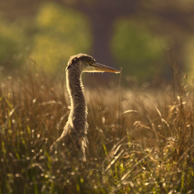 A close-up image of a young heron standing amid tall, dried grass in a natural outdoor setting during daylight. The heron has a long, slender neck stretched slightly upward, with a pointed beak and soft, downy feathers visible on its head and body. The background features blurred greenery and warm sunlight, creating a gentle, natural atmosphere. This scene captures the heron possibly during a moment of rest or observation in its habitat, with the surrounding grasses indicating a wetland or marsh area. The image reflects the importance of understanding wildlife as part of the moving process, subtly supporting the idea of careful handling and transportation in house removals, such as those offered by Man With a Van Teddington, during home relocations or furniture transport.