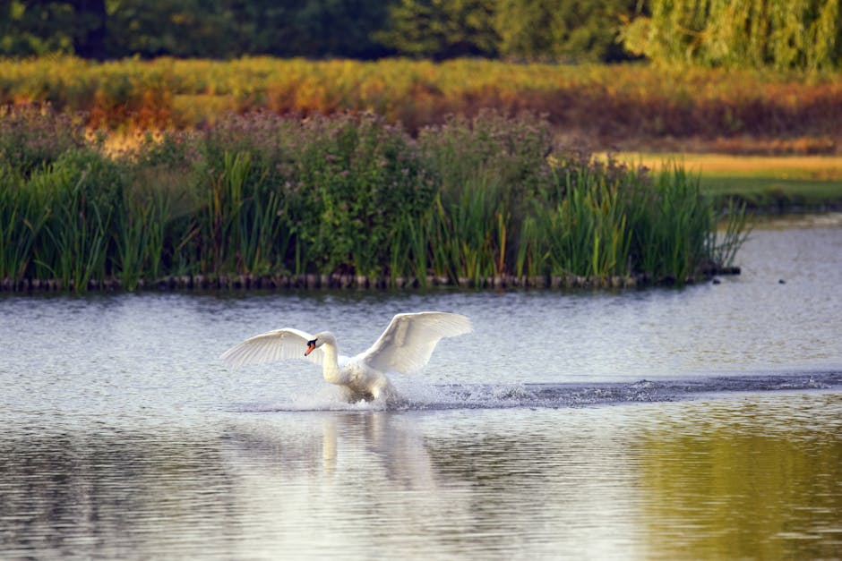 A white swan with its wings partially raised is gliding on a calm body of water during daylight hours. The swan is creating small ripples as it moves, with its orange beak and black markings visible. In the background, dense green reeds and grasses line the water's edge, along with a strip of land with trees and shrubbery illuminated by natural sunlight. The scene captures a peaceful, natural environment suitable for image descriptions related to house removals or moving services, subtly emphasizing the importance of safe, careful handling of items during a home relocation process managed by companies like Man With a Van Teddington.