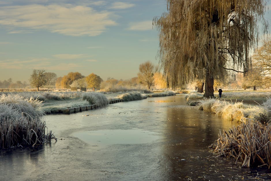 A peaceful winter scene showcasing a partially frozen canal with areas of open water reflecting the pale blue sky. The canal is flanked by frost-covered grass and reeds along both banks. On the right side, a large willow tree with drooping branches extends over the water, its leaves a mix of brown and golden hues. In the distance, bare deciduous trees with light-colored bark and some remaining autumn foliage are visible across the landscape. A person dressed in dark clothing is walking along the towpath on the right side of the canal, providing a sense of scale. The scene is illuminated by soft, natural daylight, highlighting the frost and creating a calm, serene atmosphere. This wintery setting could be relevant for illustrating the challenges of house removals and transportation during colder months, especially in areas with narrow access routes near properties like those served by Man With a Van Teddington in the context of home relocation and furniture transport.